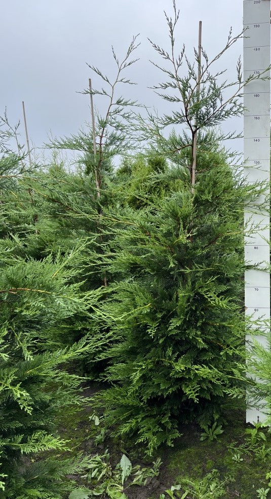 Haagconifeer | Cupressocyparis leylandii