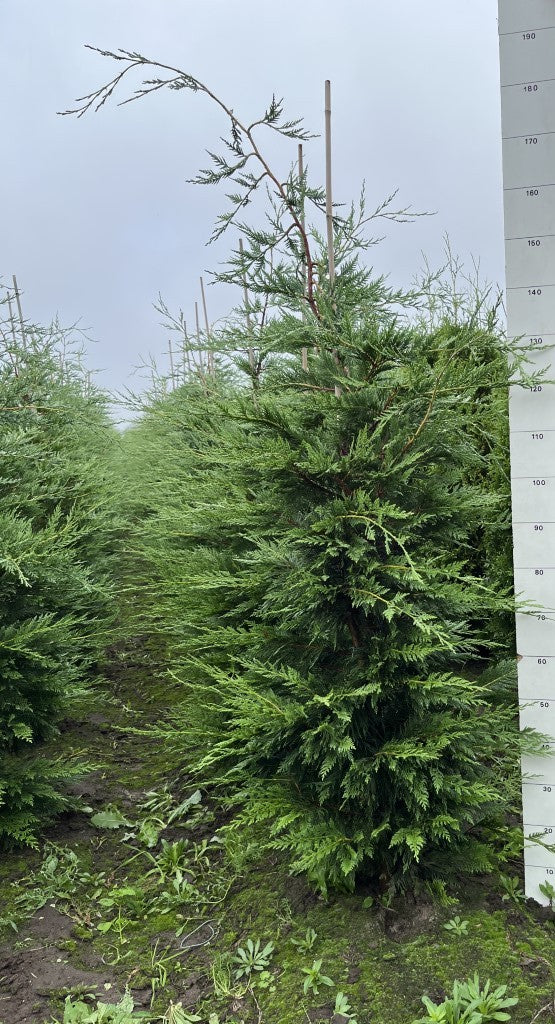 Haagconifeer | Cupressocyparis leylandii