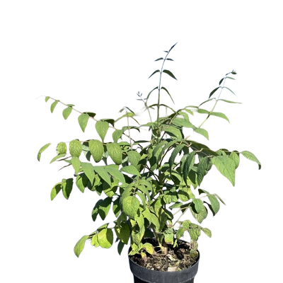 Decaisnea fargesii | Augurkenstruik