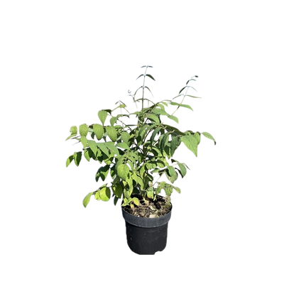 Decaisnea fargesii | Augurkenstruik