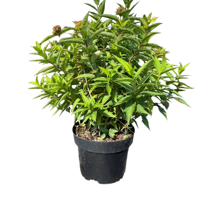 Diervilla sessilifolia 'Butterfly'