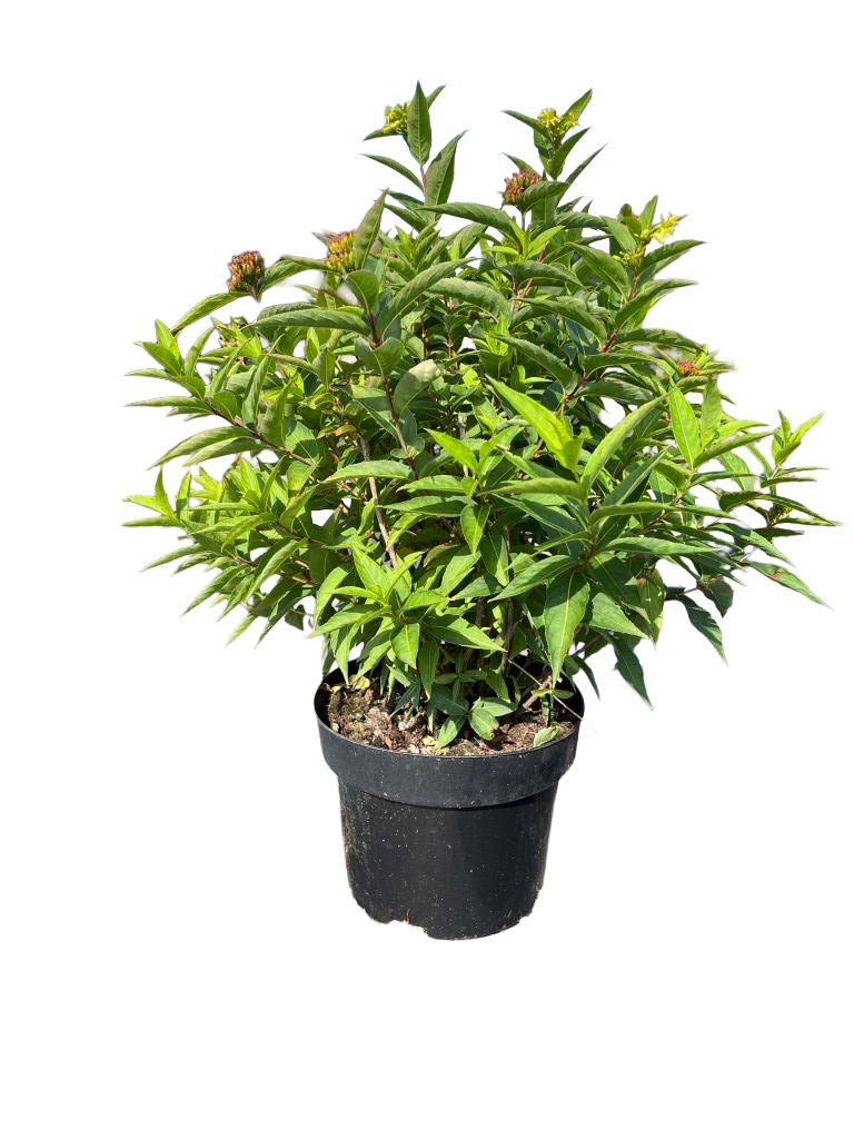 Diervilla sessilifolia 'Butterfly'