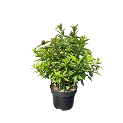 Diervilla sessilifolia 'Butterfly'