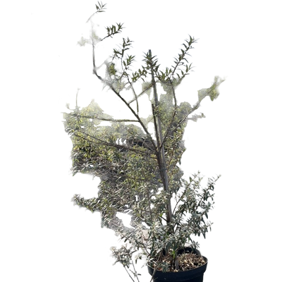 Duindoorn | Hippophae rhamnoides