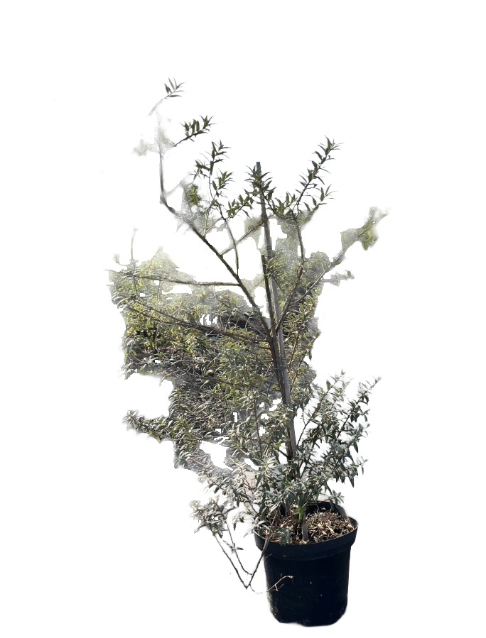 Duindoorn | Hippophae rhamnoides