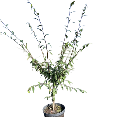 Dwergmispel | Cotoneaster salicifolius 'Willeke'
