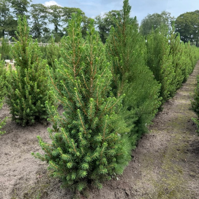 Dwergspar | Picea glauca 'December'