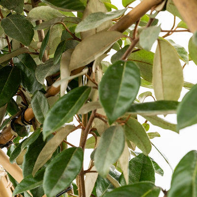Olijfwilg leiboom | Elaeagnus ebbingei