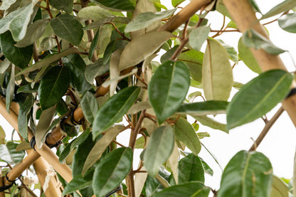 Olijfwilg leiboom | Elaeagnus ebbingei