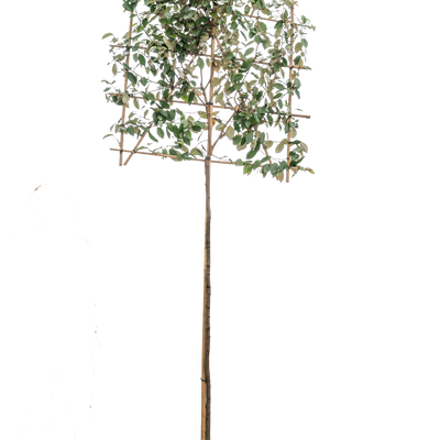 Olijfwilg leiboom | Elaeagnus ebbingei