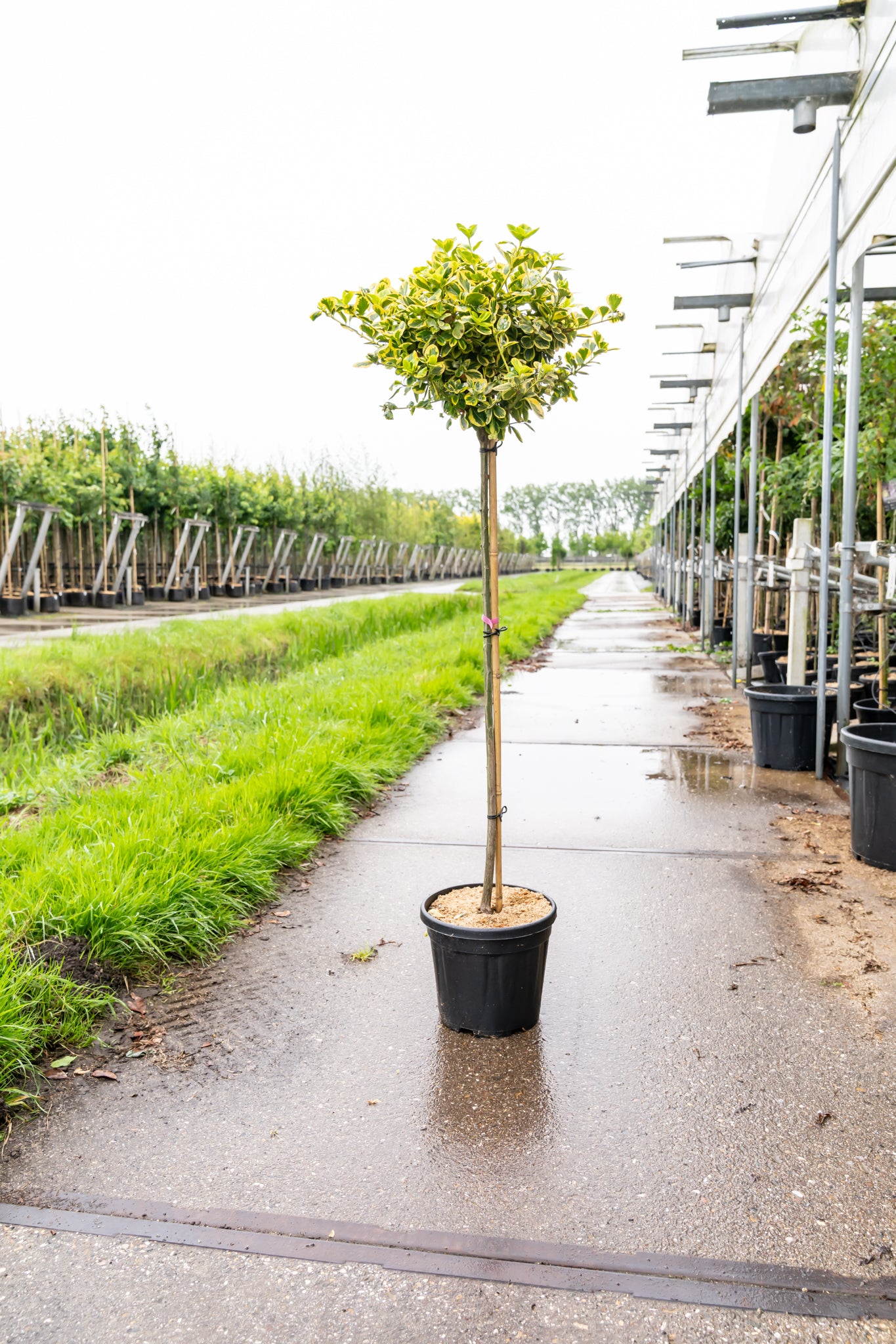 Japanse Kardinaalsmuts | Euonymus fort. 'Canadale Gold'