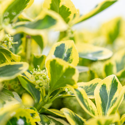 Japanse Kardinaalsmuts | Euonymus fort. 'Canadale Gold'