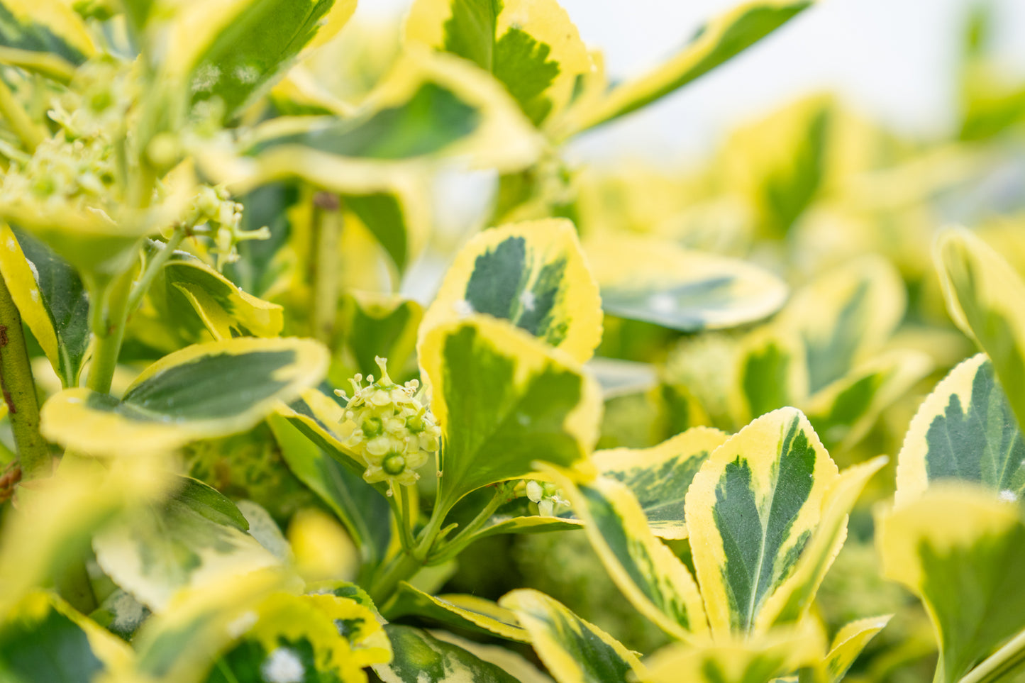 Japanse Kardinaalsmuts | Euonymus fort. 'Canadale Gold'