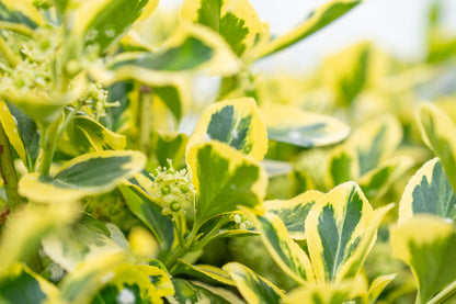 Japanse Kardinaalsmuts | Euonymus fort. 'Canadale Gold'