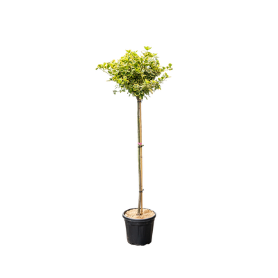 Japanse Kardinaalsmuts | Euonymus fort. 'Canadale Gold'