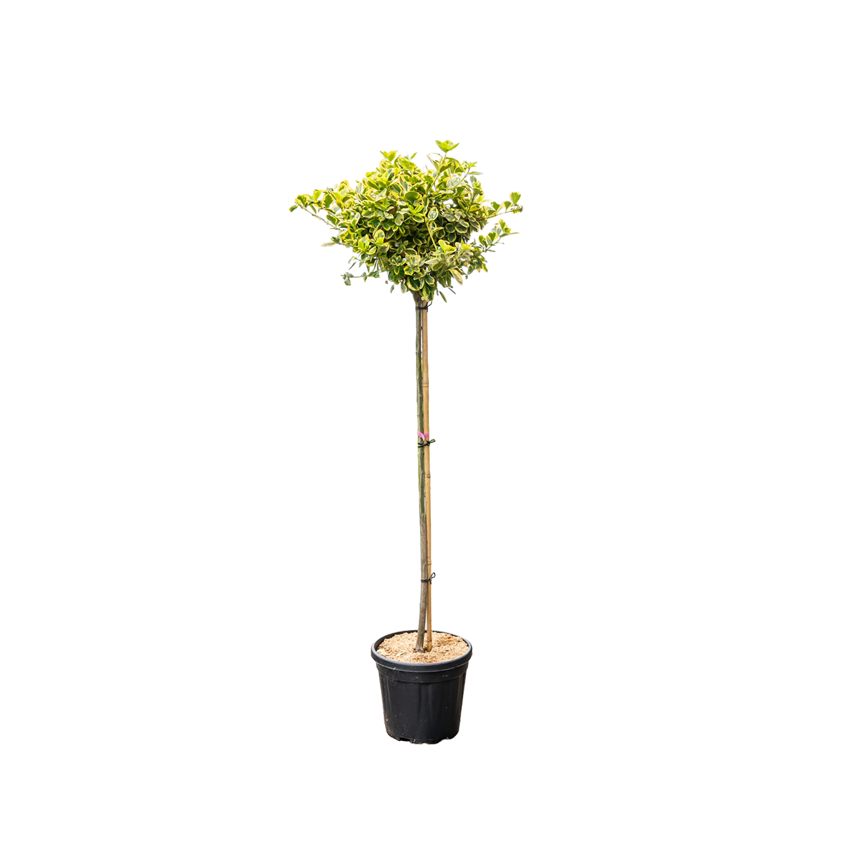 Japanse Kardinaalsmuts | Euonymus fort. 'Canadale Gold'