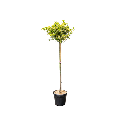 Japanse Kardinaalsmuts | Euonymus fort. 'Canadale Gold'