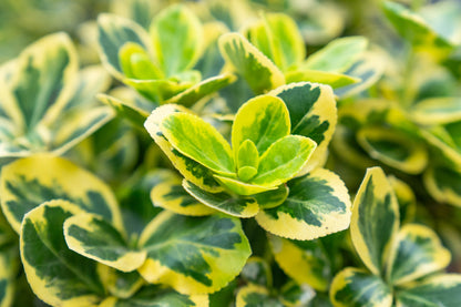 Japanse Kardinaalsmuts | Euonymus fort. 'Canadale Gold'