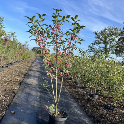 Kardinaalsmuts | Euonymus europaeus