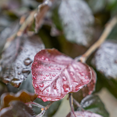 Rode Treurbeuk | Fagus syl. 'Black Swan'