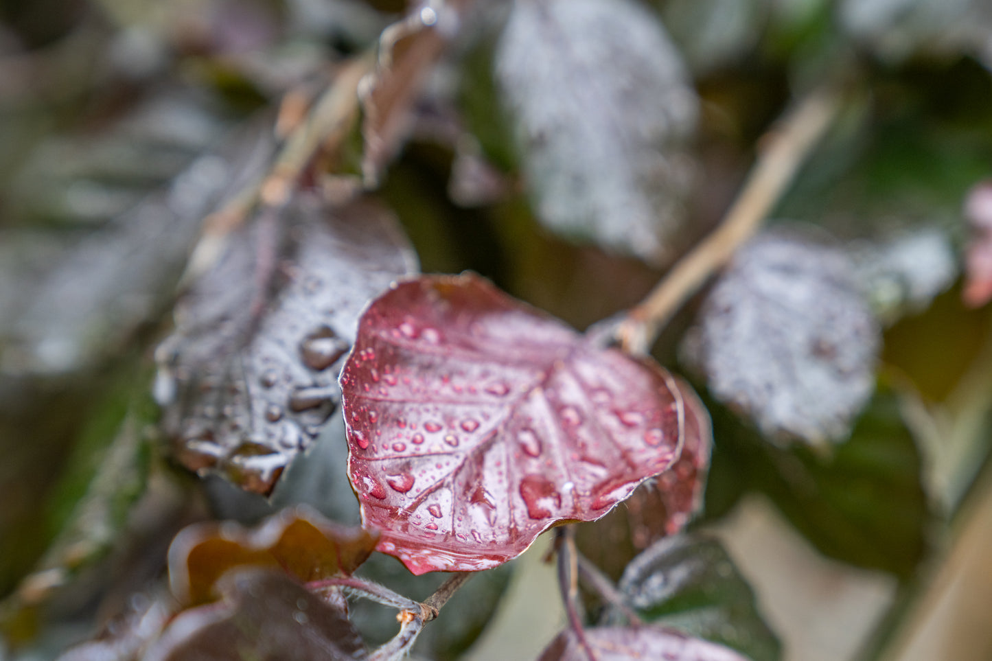 Rode Treurbeuk | Fagus syl. 'Black Swan'