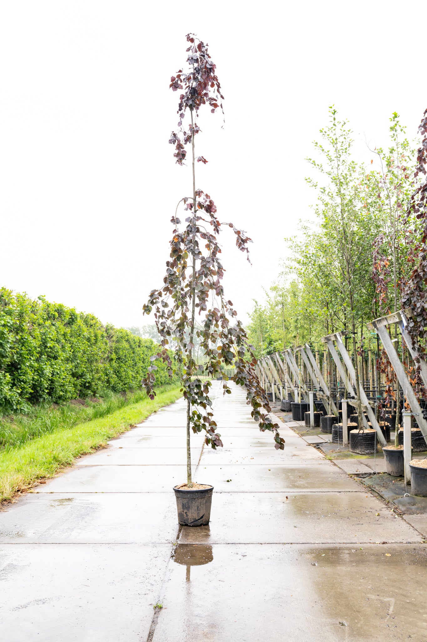 Rode Treurbeuk | Fagus syl. 'Black Swan'
