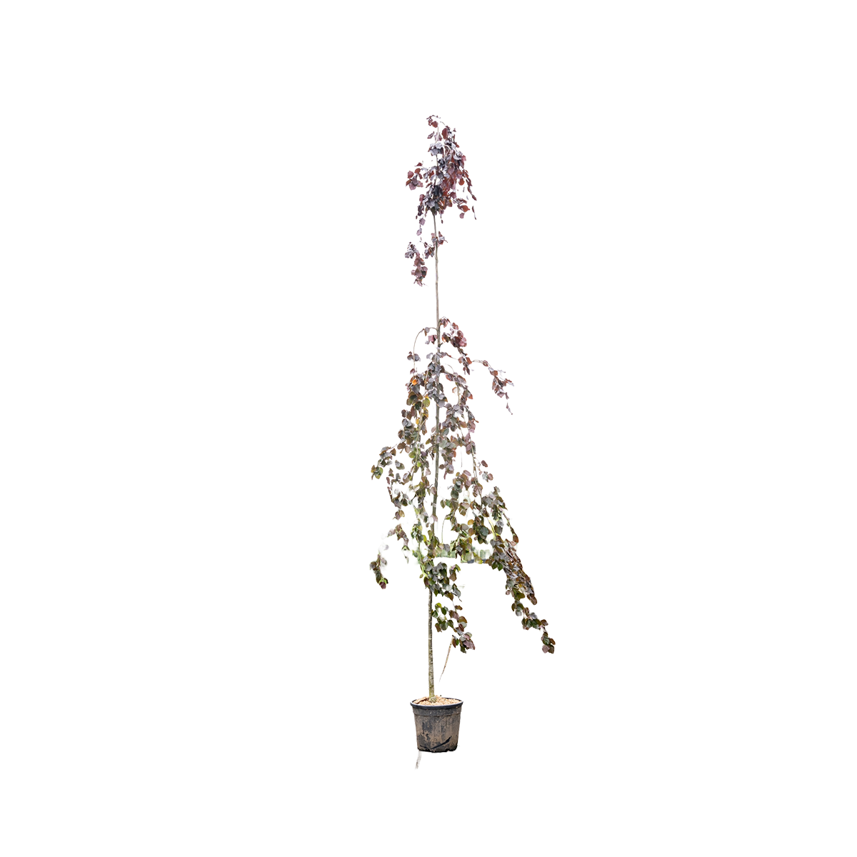 Rode Treurbeuk | Fagus syl. 'Black Swan'