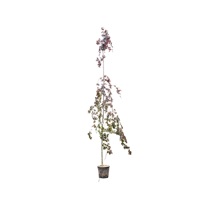 Rode Treurbeuk | Fagus syl. 'Black Swan'