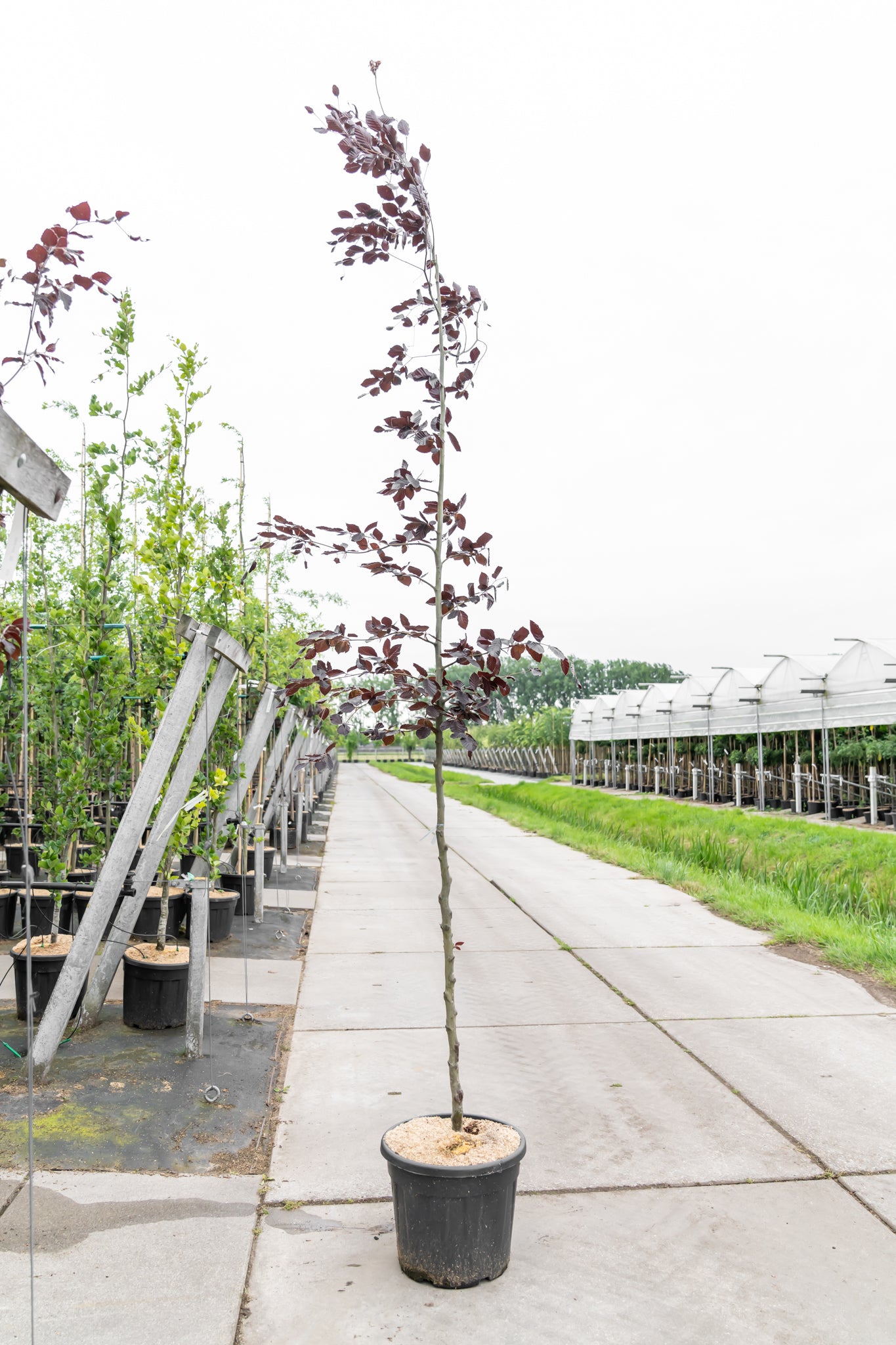 Rode Beuk | Fagus syl. 'Atropunicea'