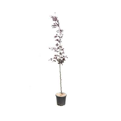 Rode Beuk | Fagus syl. 'Atropunicea'