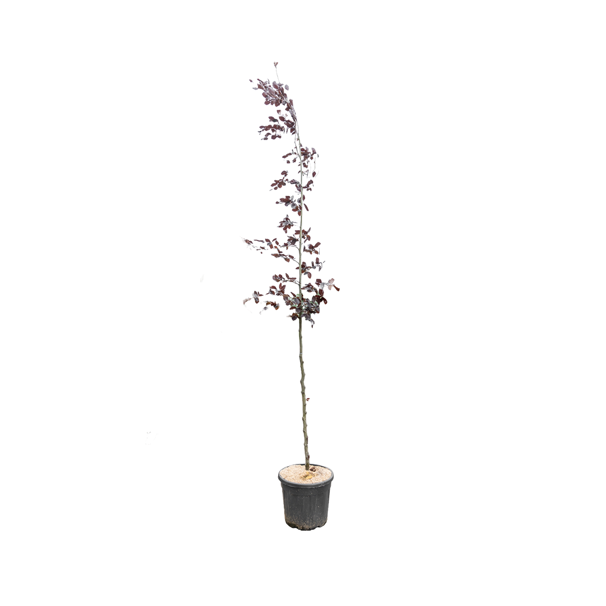 Rode Beuk | Fagus syl. 'Atropunicea'