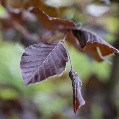Rode Beuk | Fagus syl. 'Atropunicea'