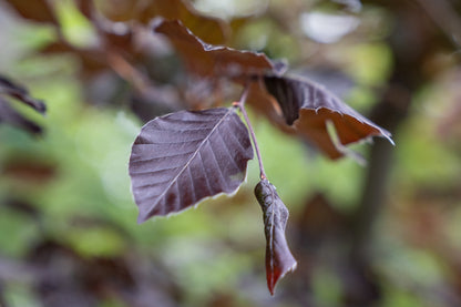Rode Beuk | Fagus syl. 'Atropunicea'