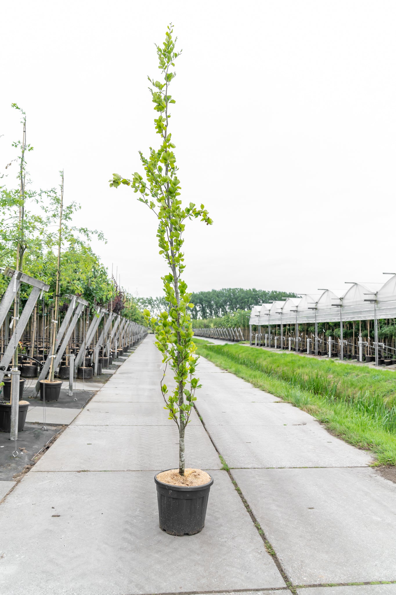 Zuilbeuk | Fagus syl. 'Dawyck'