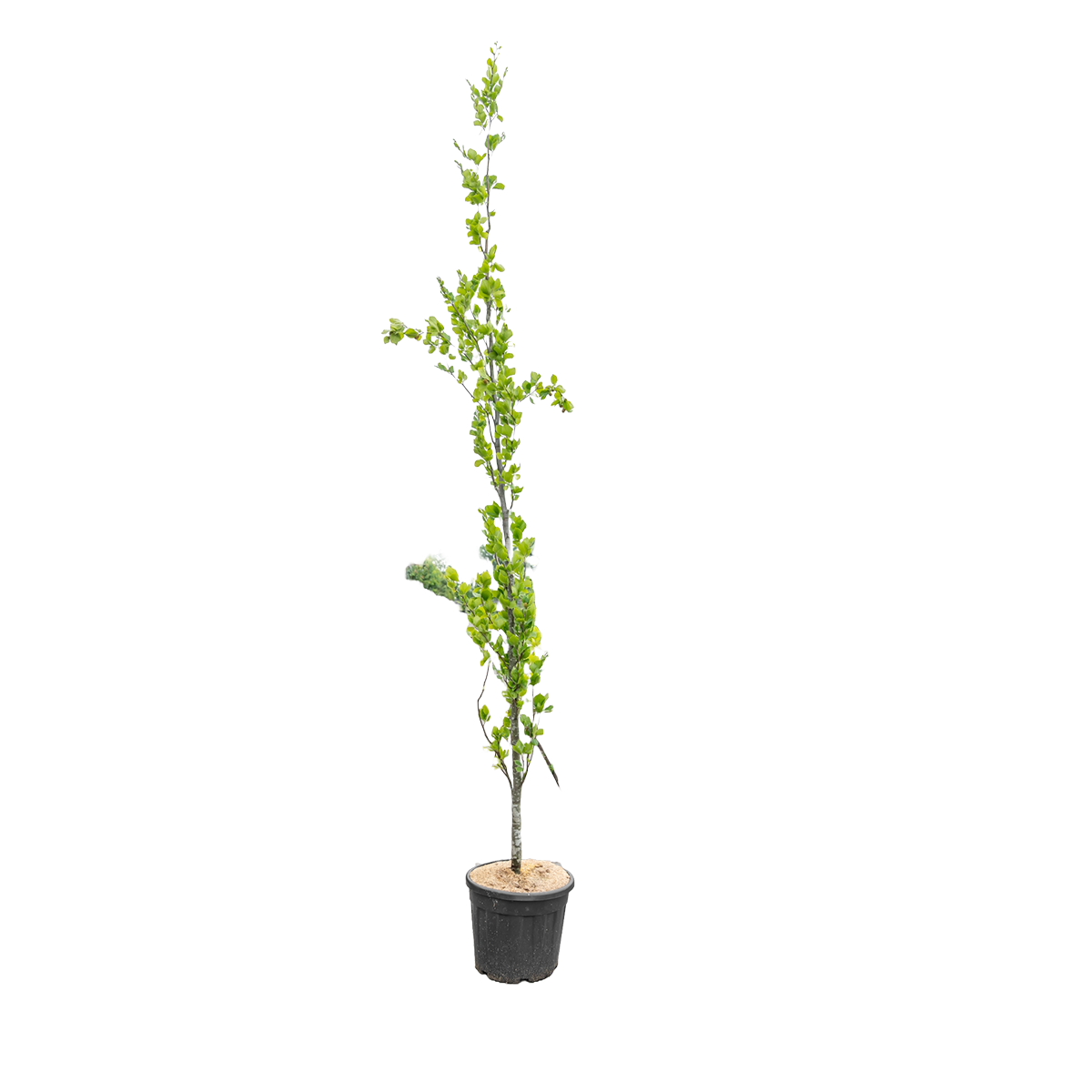 Zuilbeuk | Fagus syl. 'Dawyck'