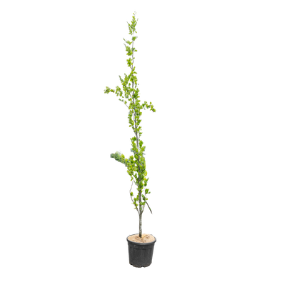 Zuilbeuk | Fagus syl. 'Dawyck'