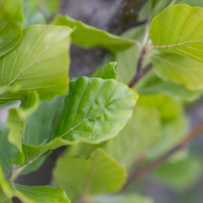 Zuilbeuk | Fagus syl. 'Dawyck'