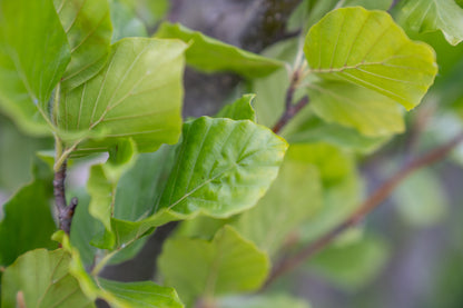 Zuilbeuk | Fagus syl. 'Dawyck'