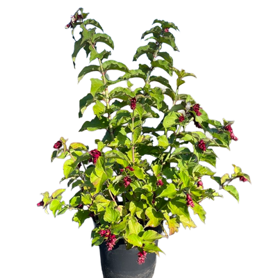 Fazantenbes | Leycesteria formosa