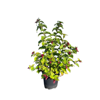 Fazantenbes | Leycesteria formosa
