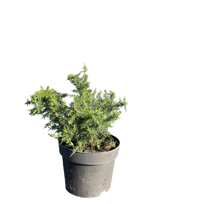 Gaspeldoorn | Ulex europaeus