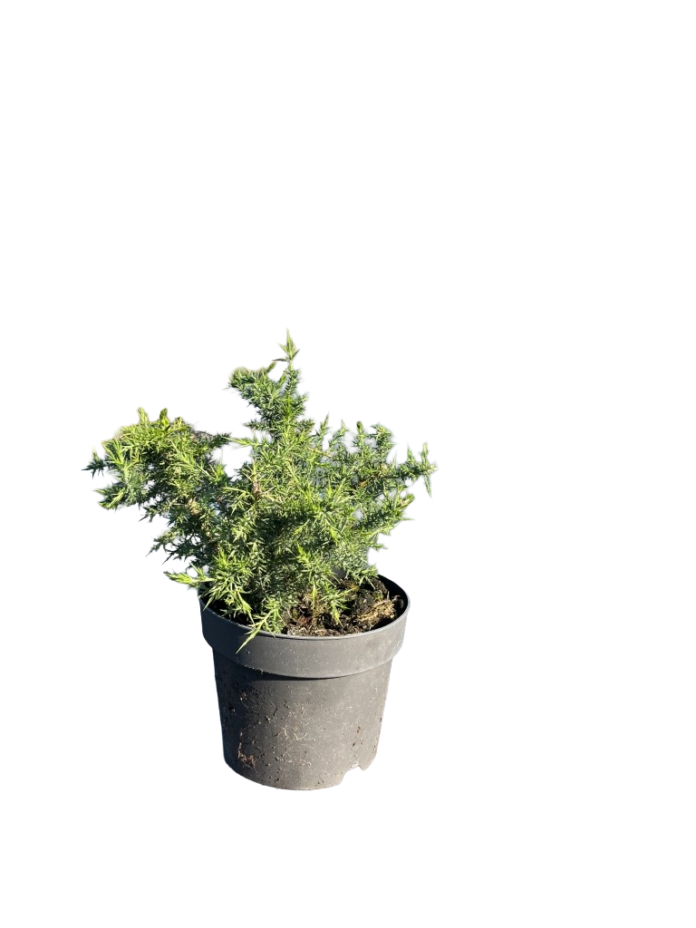 Gaspeldoorn | Ulex europaeus