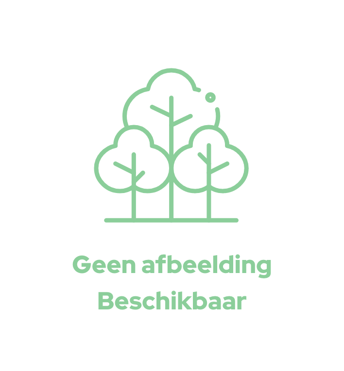 Valse Christusdoorn | Gleditsia triac. 'Sunburst'