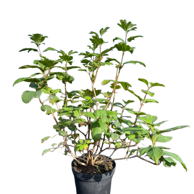 Gelderse roos | Sneeuwbal | Viburnum opulus 'Roseum'