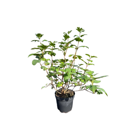 Gelderse roos | Sneeuwbal | Viburnum opulus 'Roseum'