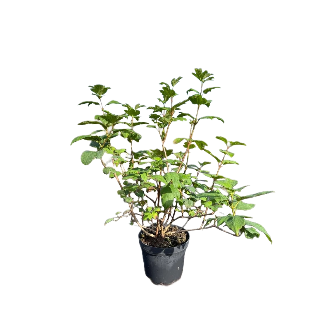 Gelderse roos | Sneeuwbal | Viburnum opulus 'Roseum'