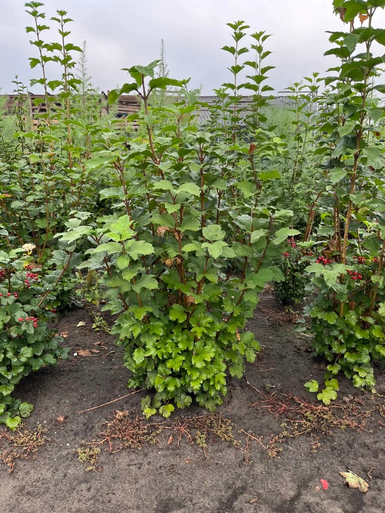 Gelderse roos | Viburnum opulus