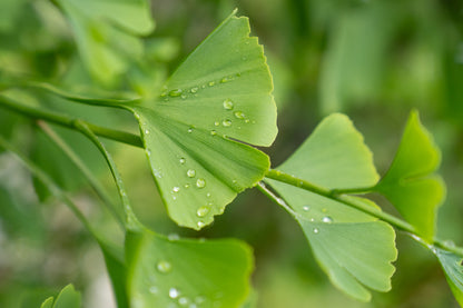 Japanse Notenboom | Ginkgo biloba