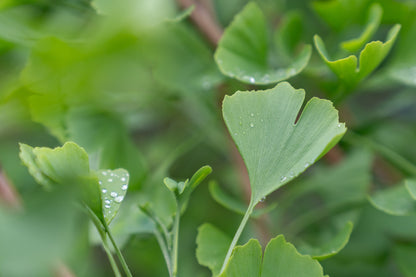 Japanse Notenboom | Ginkgo biloba