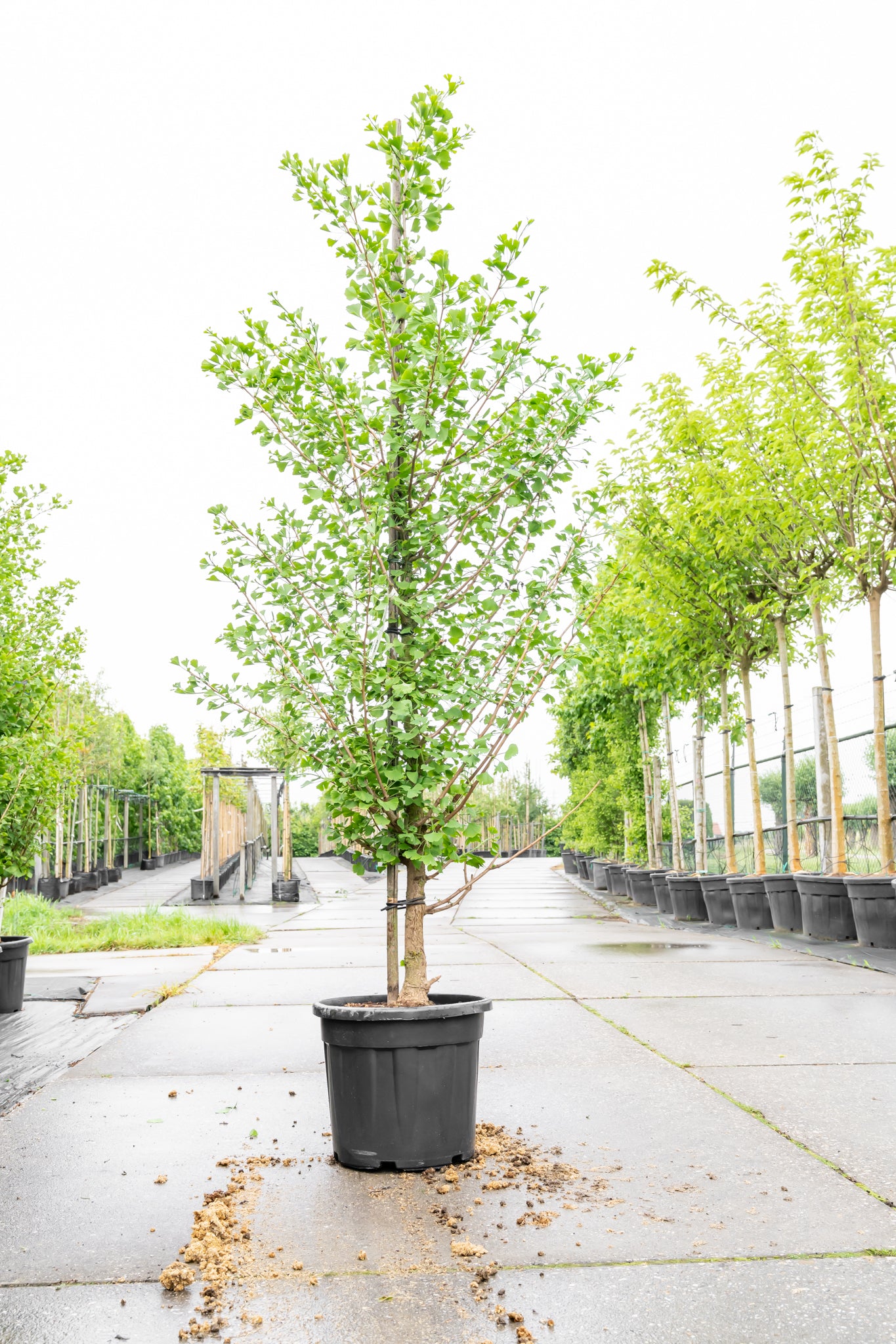 Japanse Notenboom | Ginkgo biloba
